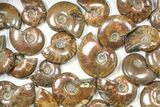 Lot: kg Iridescent, Red Flash Ammonites (-) - Pieces #82474-2